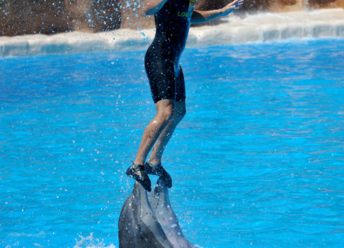 Dolphin Show Hurghada